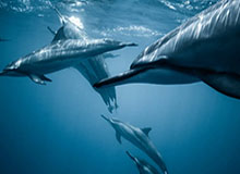 福特赛车部正式启用全新标识